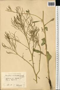 Brassica elongata subsp. integrifolia (Boiss.) Breistr., Eastern Europe, North Ukrainian region (E11) (Ukraine)