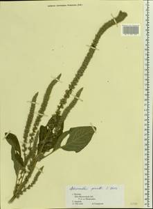 Amaranthus powellii S. Watson, Eastern Europe, Moscow region (E4a) (Russia)