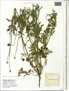 Roemeria ocellata, Caucasus, Stavropol Krai, Karachay-Cherkessia & Kabardino-Balkaria (K1b) (Russia)