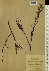 Salix sachalinensis F. Schmidt, Siberia, Yakutia (S5) (Russia)