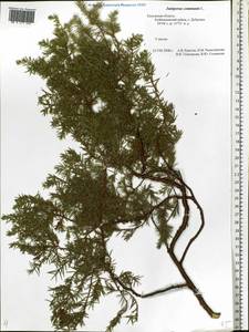 Juniperus communis L., Eastern Europe, Central region (E4) (Russia)