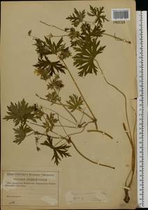 Geranium collinum Stephan ex Willd., Eastern Europe, Lower Volga region (E9) (Russia)