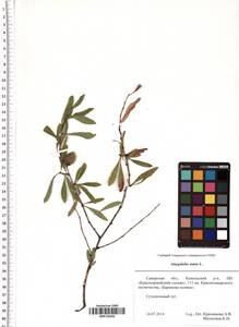 Prunus tenella Batsch, Eastern Europe, Middle Volga region (E8) (Russia)