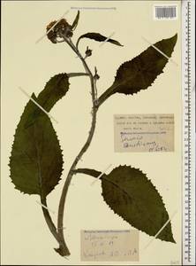Jacobaea buschiana (Sosn.) B. Nord. & Greuter, Caucasus, Georgia (K4) (Georgia)