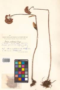 Hylotelephium pallescens (Freyn) H. Ohba, Siberia, Russian Far East (S6) (Russia)