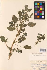 Amaranthus blitum L., Eastern Europe, West Ukrainian region (E13) (Ukraine)