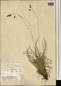 Carex sempervirens Vill., Mongolia (MONG) (Mongolia)
