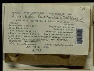 Iwatsukiella leucotricha (Mitt.) W.R. Buck & H.A. Crum, Bryophytes, Bryophytes - Russian Far East (excl. Chukotka & Kamchatka) (B20) (Russia)