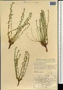 Artemisia caespitosa Ledeb., Mongolia (MONG) (Mongolia)