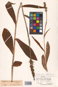 Dactylorhiza maculata subsp. fuchsii (Druce) Hyl., Eastern Europe, Estonia (E2c) (Estonia)