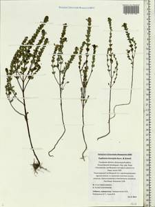 Euphrasia × vernalis List, Eastern Europe, North-Western region (E2) (Russia)