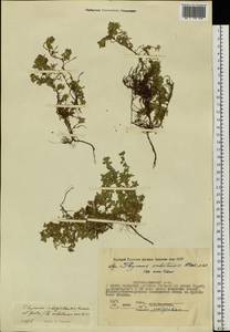 Thymus indigirkensis Karav., Siberia, Yakutia (S5) (Russia)