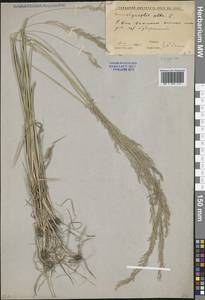 Agrostis gigantea Roth, Eastern Europe, Rostov Oblast (E12a) (Russia)