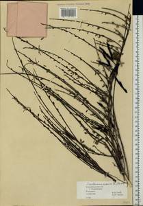 Cytisus scoparius (L.)Link, Eastern Europe, North-Western region (E2) (Russia)