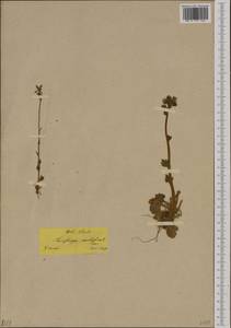 Saxifraga bulbifera L., Western Europe (EUR) (Greece)