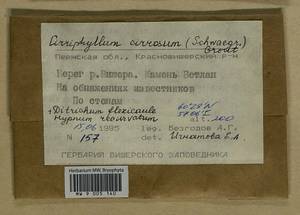 Brachythecium cirrosum (Schwägr.) Schimp., Bryophytes, Bryophytes - Permsky Krai, Udmurt Republic, Sverdlovsk & Kirov Oblasts (B8) (Russia)