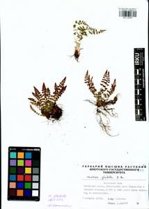 Woodsia glabella R.Br., Siberia, Baikal & Transbaikal region (S4) (Russia)