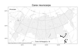 Carex neurocarpa Maxim., Atlas of the Russian Flora (FLORUS) (Russia)