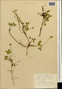 Trifolium ambiguum M.Bieb., Caucasus, South Ossetia (K4b) (South Ossetia)