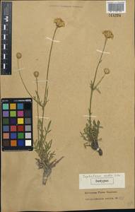 Cephalaria media Litv., Caucasus, Georgia (K4) (Georgia)