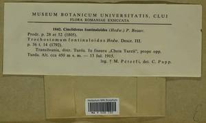 Cinclidotus fontinaloides (Hedw.) P. Beauv., Bryophytes, Bryophytes - Western Europe (BEu) (Romania)