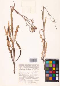 Lactuca tatarica (L.) C. A. Mey., Eastern Europe, Lower Volga region (E9) (Russia)