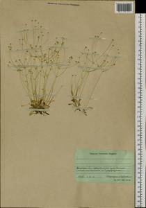 Androsace lactiflora Fisch. ex Willd., Siberia, Baikal & Transbaikal region (S4) (Russia)