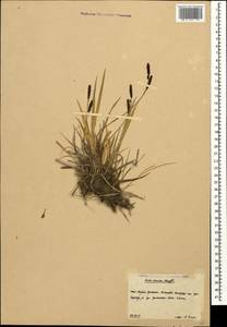 Carex dacica Heuff., Caucasus, South Ossetia (K4b) (South Ossetia)