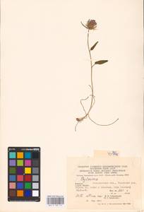 Phyteuma orbiculare L., Eastern Europe, West Ukrainian region (E13) (Ukraine)