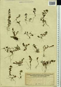 Lythrum portula (L.) D. A. Webb, Eastern Europe, Central forest region (E5) (Russia)