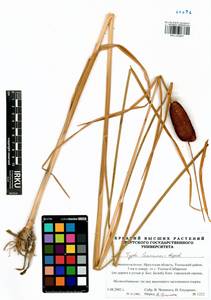 Typha laxmannii Lepech., Siberia, Baikal & Transbaikal region (S4) (Russia)