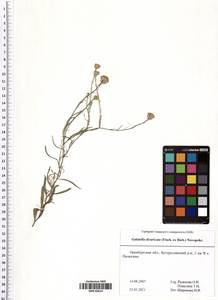 Galatella divaricata (Fisch. ex M. Bieb.) Novopokr., Eastern Europe, Eastern region (E10) (Russia)