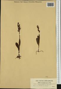 Dactylorhiza viridis (L.) R.M.Bateman, Pridgeon & M.W.Chase, Western Europe (EUR) (Czech Republic)