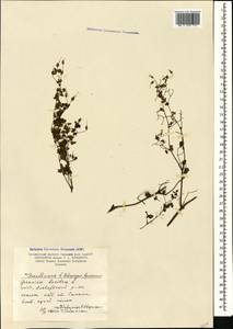 Geranium lucidum L., Caucasus, Armenia (K5) (Armenia)