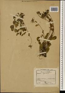 Campanula, Caucasus, Georgia (K4) (Georgia)
