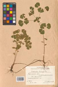 Euphorbia sieboldiana Morren & Decne., Siberia, Russian Far East (S6) (Russia)