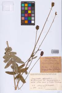 Sanguisorba officinalis L., Eastern Europe, Lower Volga region (E9) (Russia)