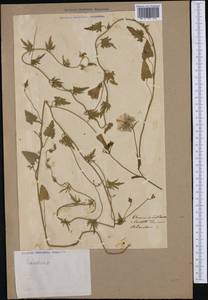 Convolvulus, Western Europe (EUR)