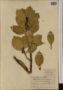 Laurus nobilis L., Western Europe (EUR) (France)