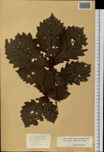 Quercus mongolica Fisch. ex Ledeb., Siberia, Russian Far East (S6) (Russia)