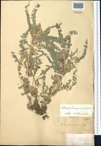 Astragalus lanuginosus Kar. & Kir., Middle Asia, Dzungarian Alatau & Tarbagatai (M5) (Kazakhstan)