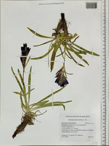 Gentiana decumbens L. fil., Siberia, Altai & Sayany Mountains (S2) (Russia)