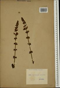 Salvia verbascifolia M.Bieb., Caucasus, Georgia (K4) (Georgia)