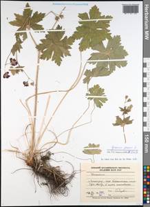 Geranium phaeum L., Eastern Europe, North-Western region (E2) (Russia)