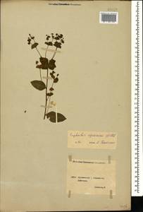 Euphorbia squamosa Willd., Caucasus, Georgia (K4) (Georgia)