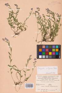 Polygala vulgaris L., Eastern Europe, West Ukrainian region (E13) (Ukraine)