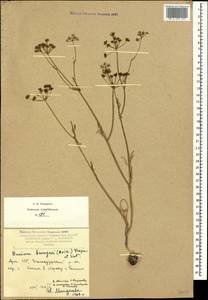 Bunium microcarpum (Boiss.) Freyn & Sint. ex Freyn, Caucasus, Armenia (K5) (Armenia)