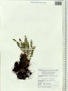 Woodsia ilvensis (L.) R. Br., Eastern Europe, Northern region (E1) (Russia)