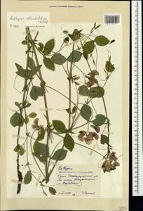 Lathyrus rotundifolius Willd., Crimea (KRYM) (Russia)