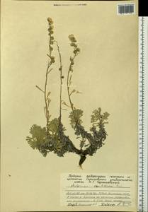 Artemisia kruhsiana Besser, Siberia, Yakutia (S5) (Russia)